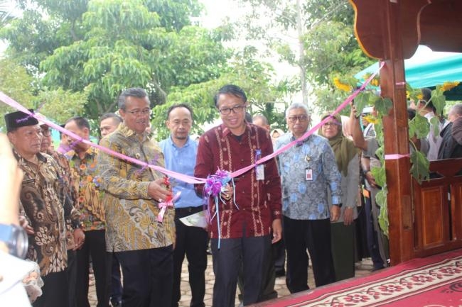 Lurah Nan Tigo Panen Perdana Pisang Kepok Tanjung