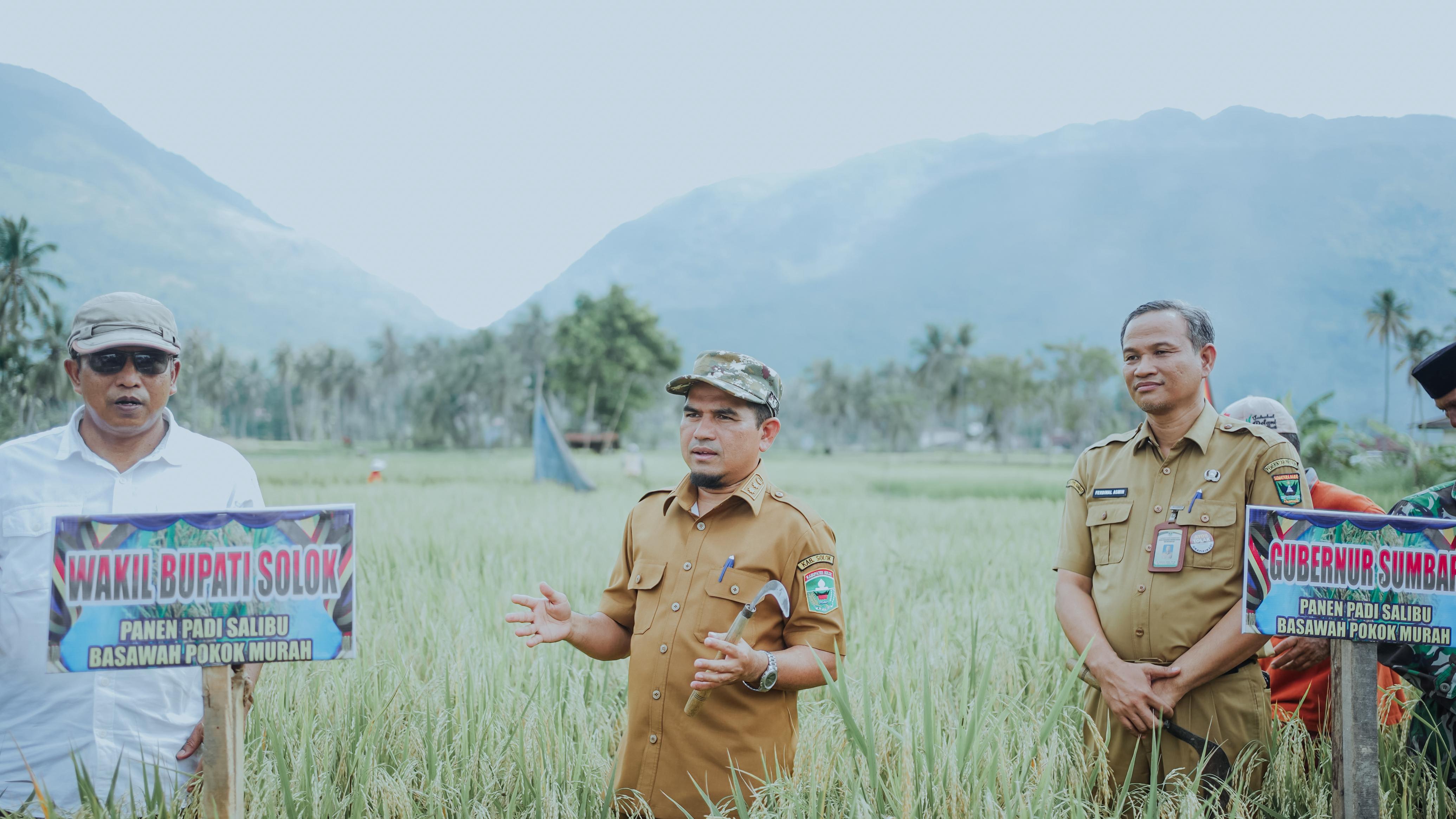 Upaya Percepatan Swasembada Pangan Nasional Melalui Program Padi Salibu dan Sawah Pokok Murah di Kabupaten Solok