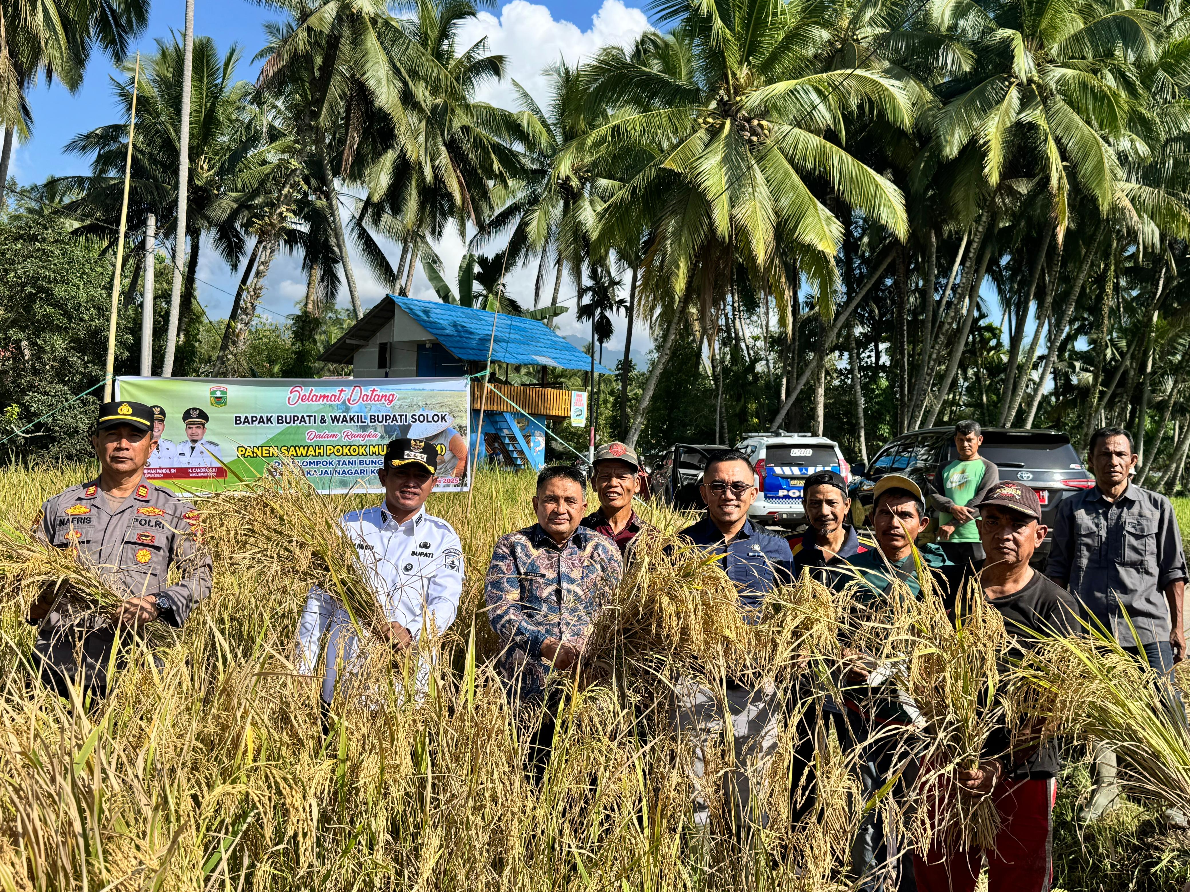 Bupati Solok Panen Perdana Sawah Pokok Murah Di Koto Baru