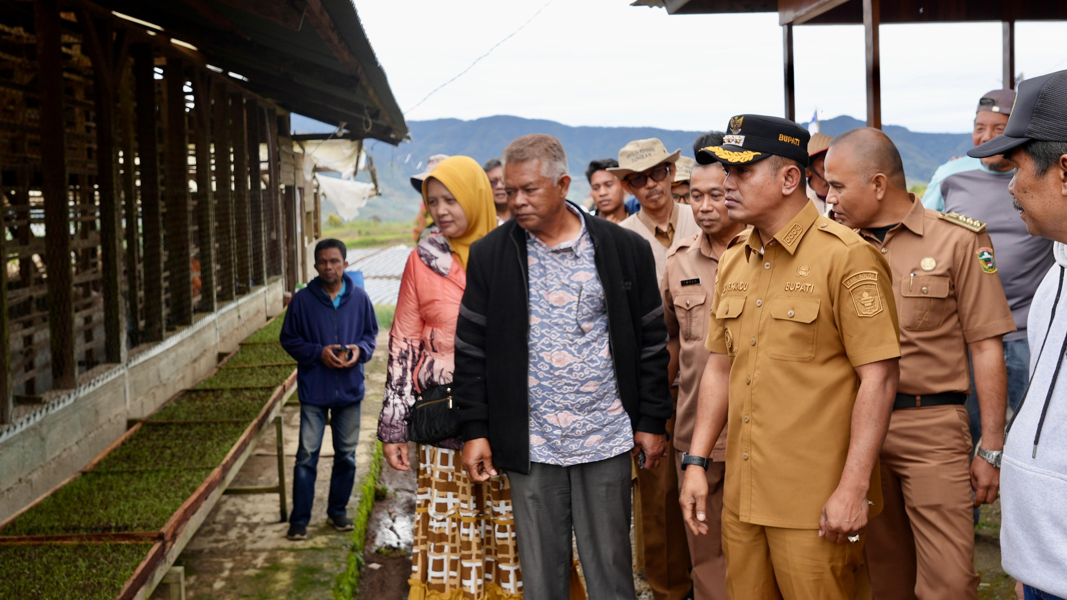 Bupati Solok Hadiri Panen Raya Bawang Merah di Rimbo Tinggi Alahan Panjang