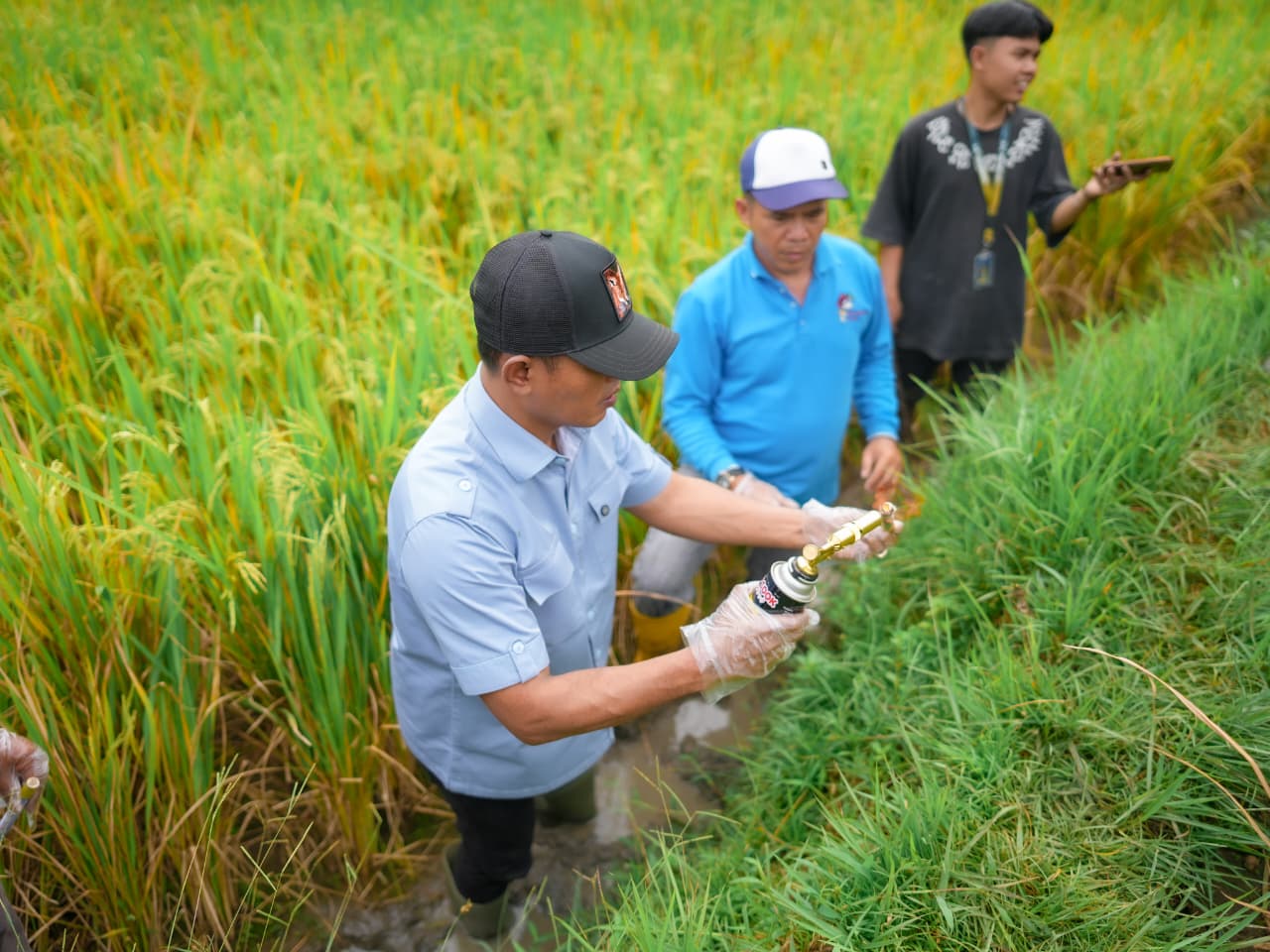 Bupati Solok Gelar Gerakan Pengendalian Hama Tikus di Nagari Cupak